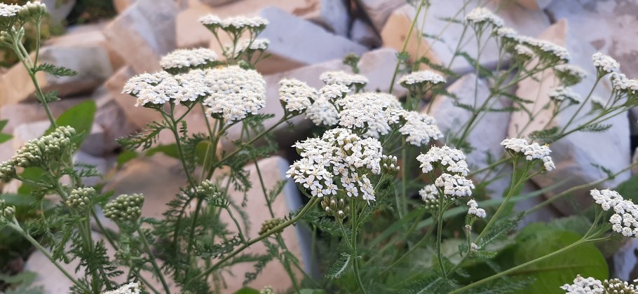 Achillea setacea (тысячелистник