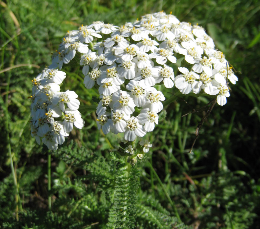 Тысячелистник Ахиллея