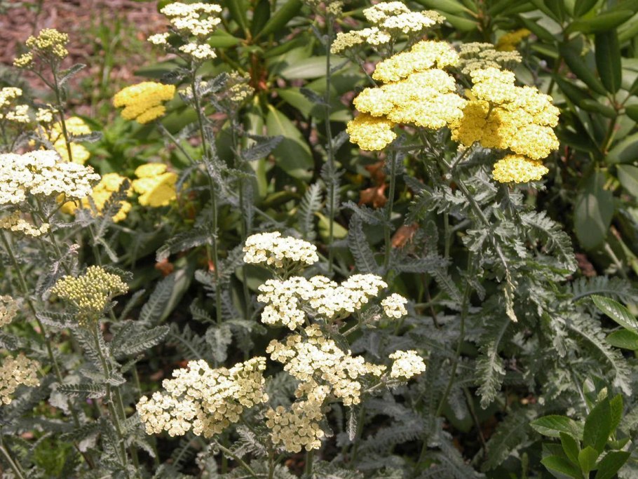 Тысячелистник обыкновенный многолетний