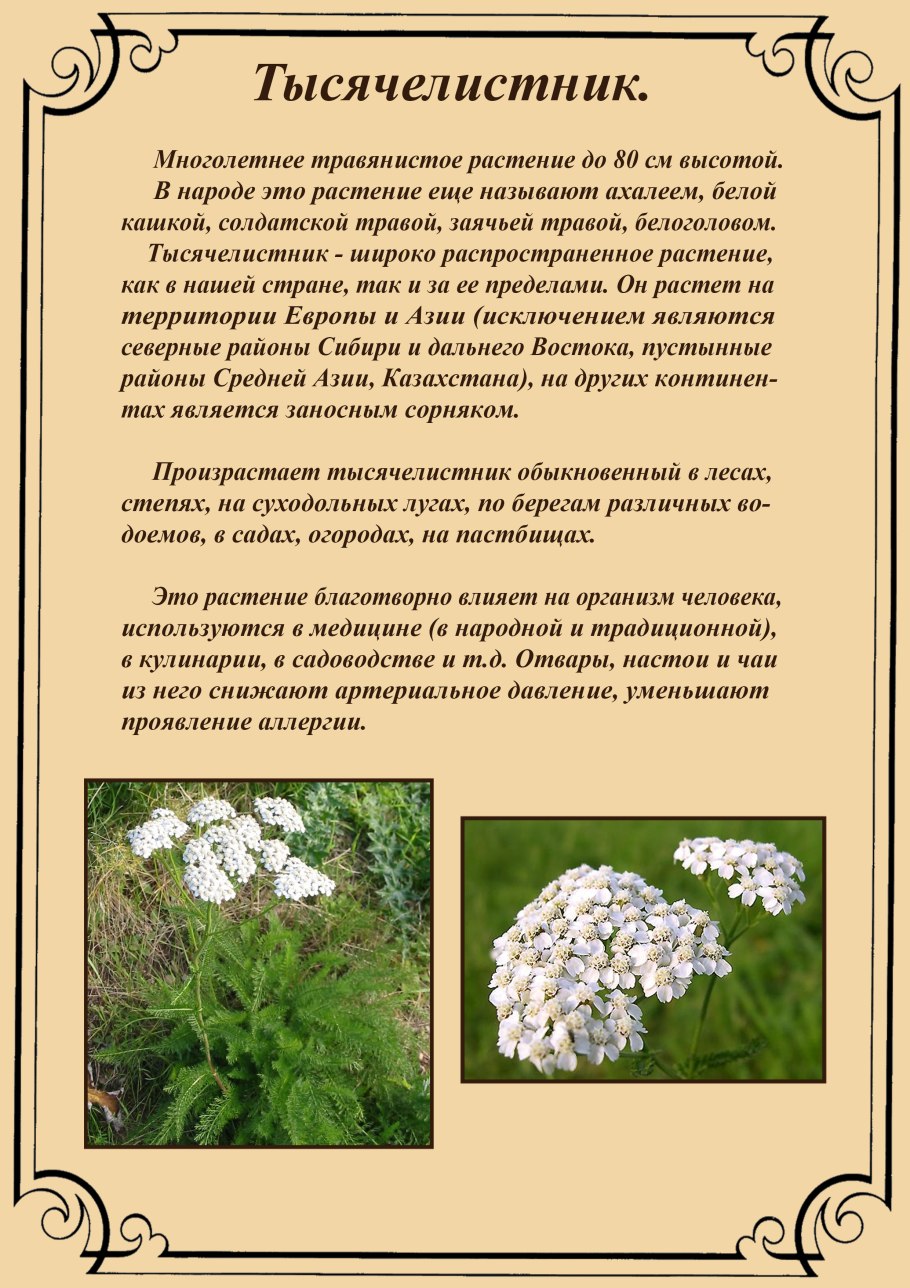 Тысячелистник трава описание