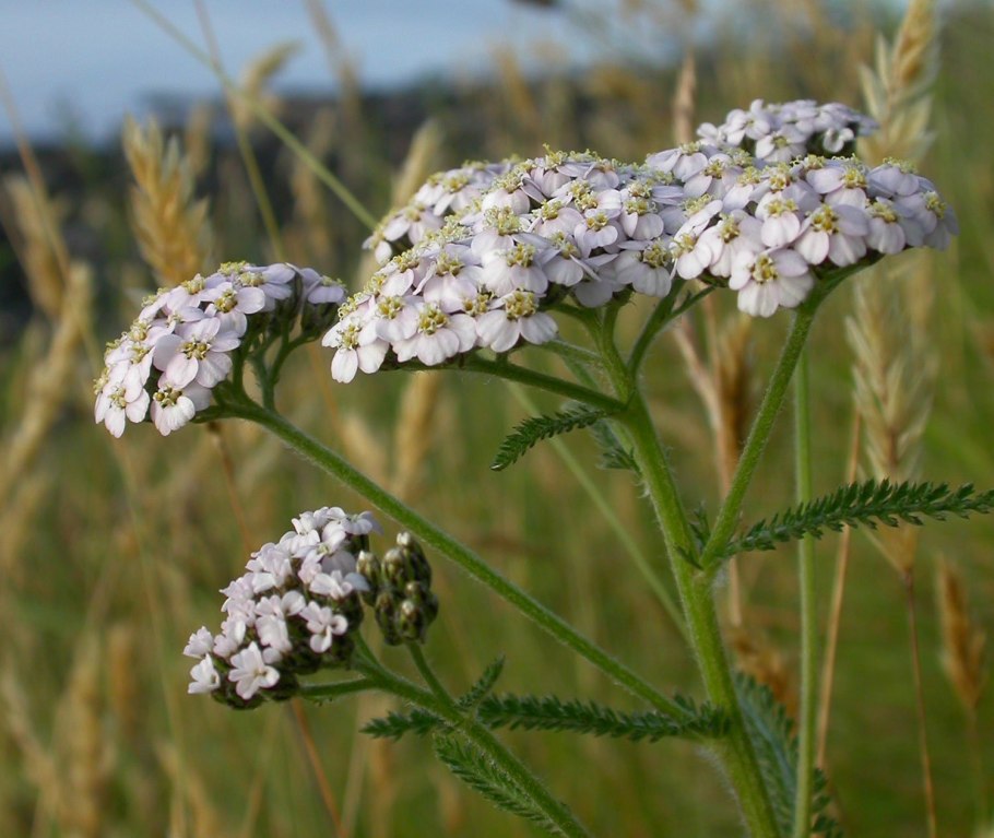 Тысячелистник обыкновенный (Achillea millefolium)