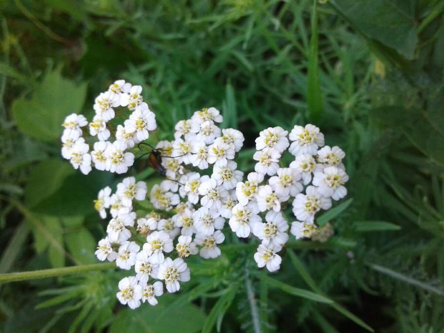 Тысячелистник HELLA Glashoff