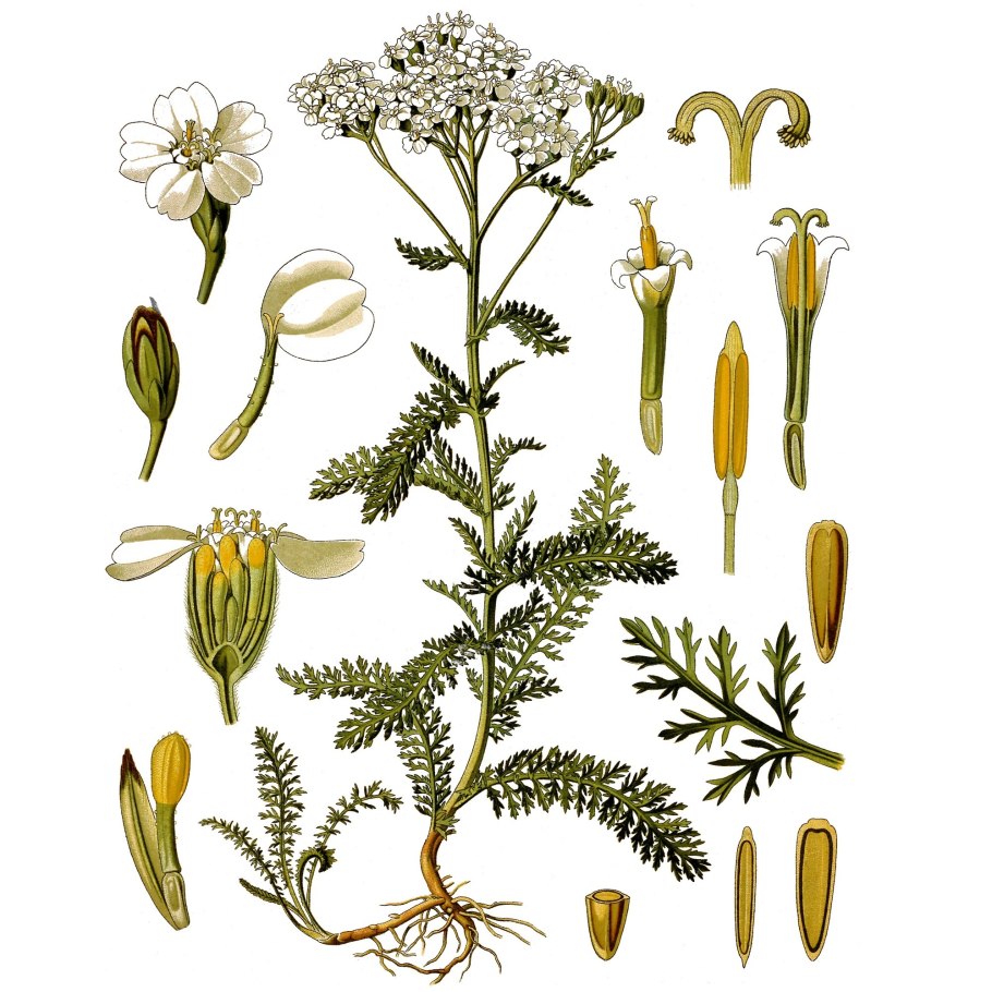 Тысячелистник обыкновенный ботаника