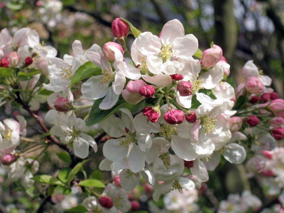 Спринг Брайт яблоня