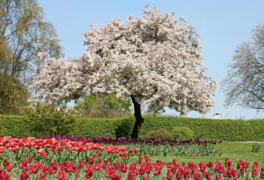 Цветущий Яблоневый сад весной