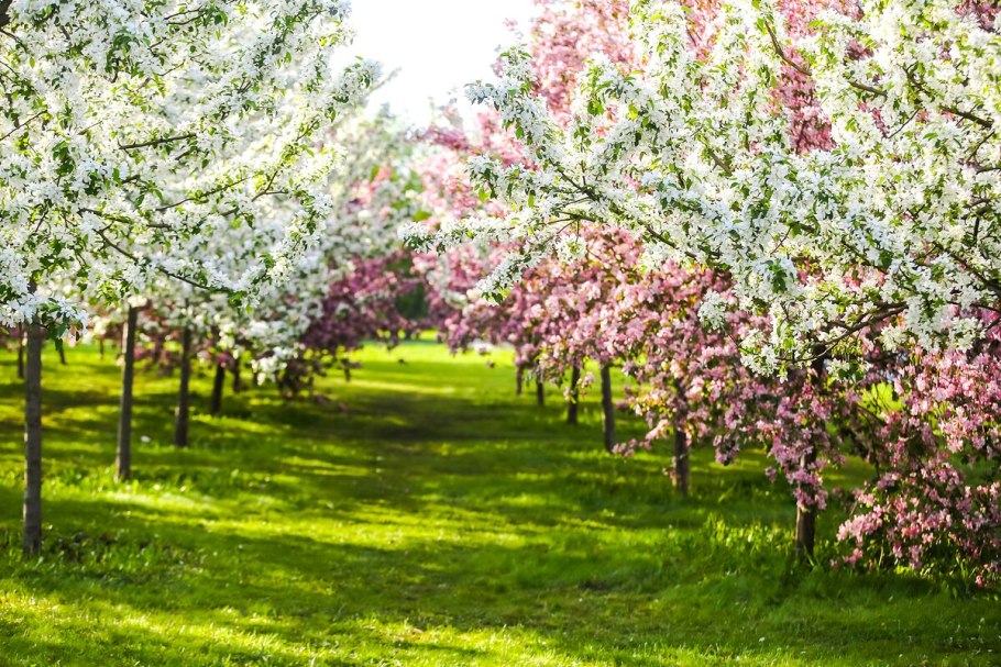 Коломенское Яблоневый сад