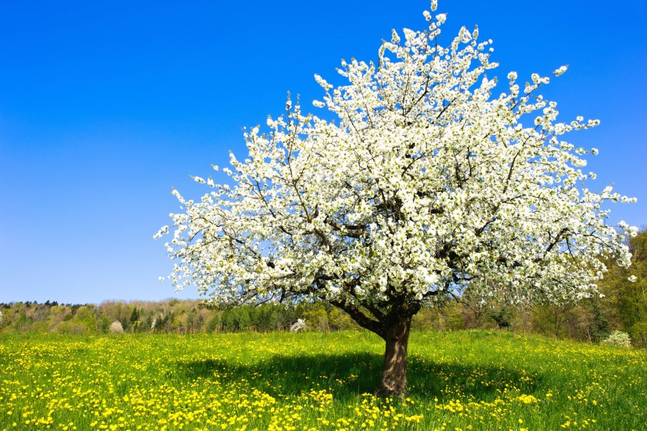 Цветущее дерево