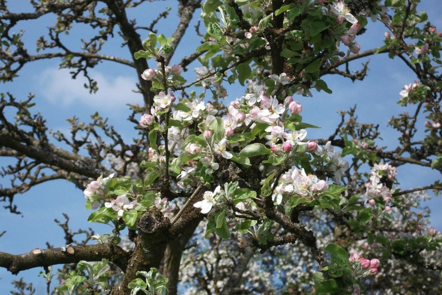 Malus praecox