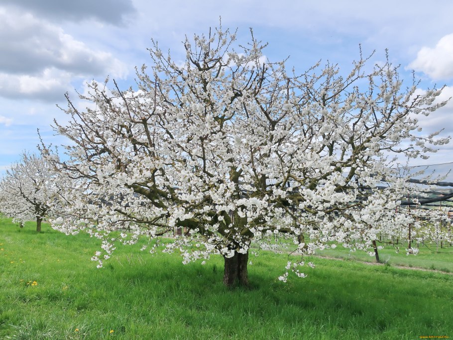 Фруктовые деревья в цвету