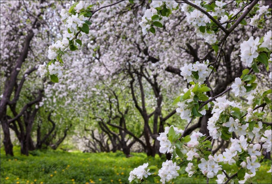 Яблоневый сад яблоня цветет