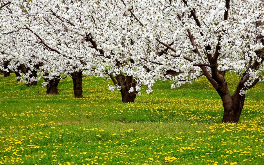 Ясная Поляна цветение яблонь