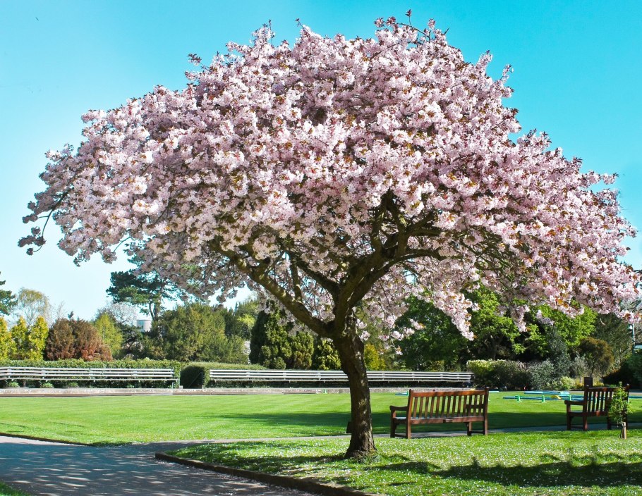 Цветущие яблони кроны