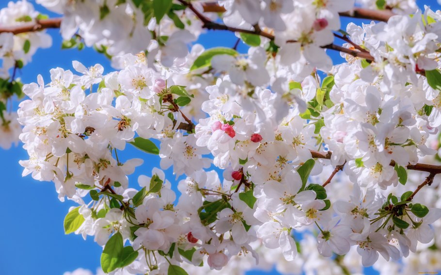 Весна цветущие яблони