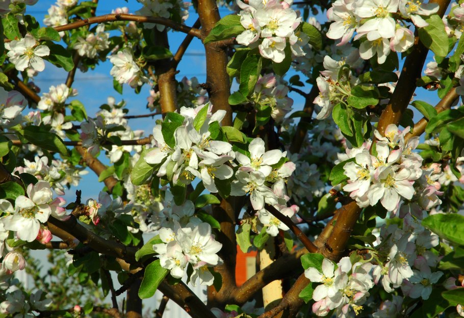 Яблоня Симиренко цветет.