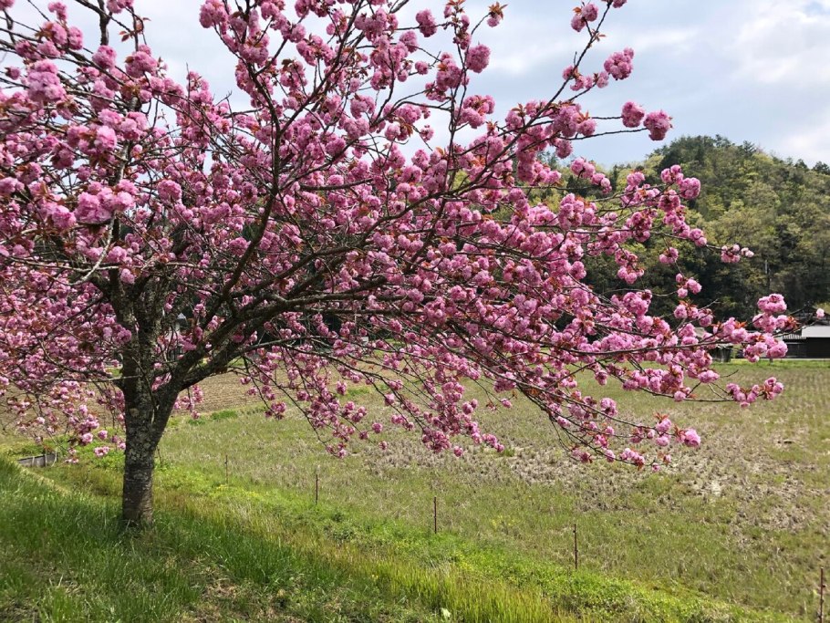 Яблоня Медуница цветение