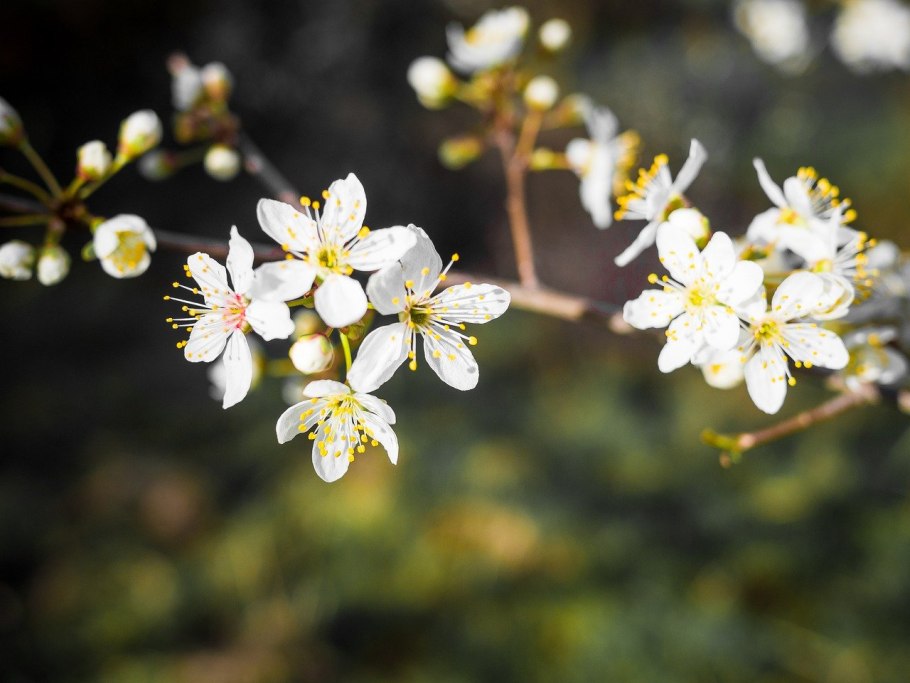 Кольцо Терн Цветущий