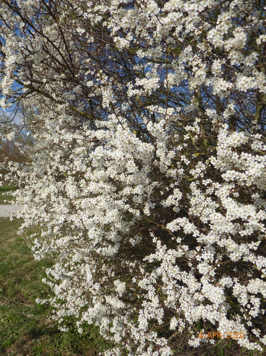Ветка терна на белом фоне