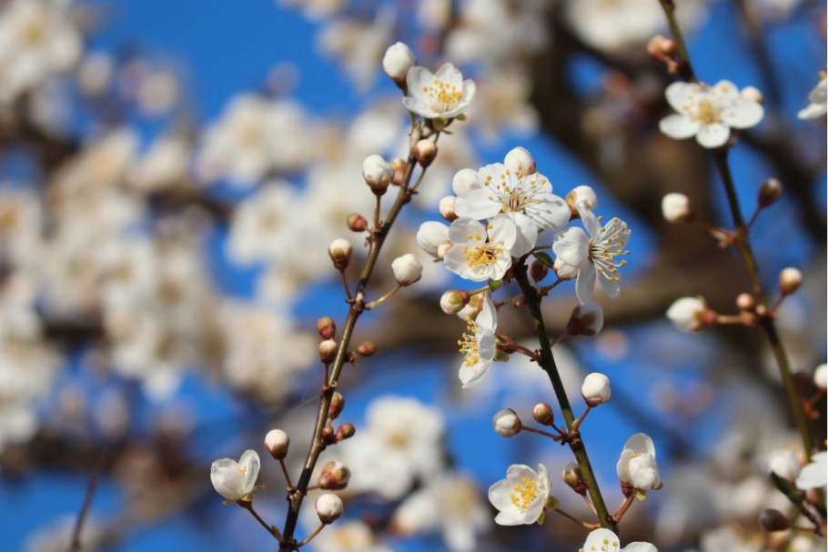 Терн (Prunus spinosa)