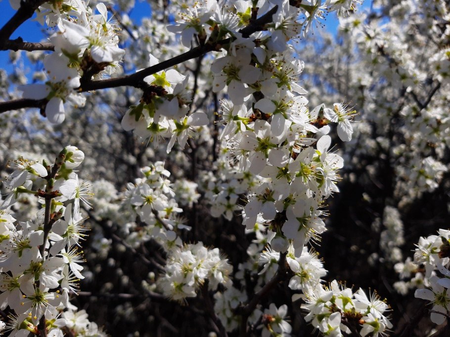 Терновник цветение
