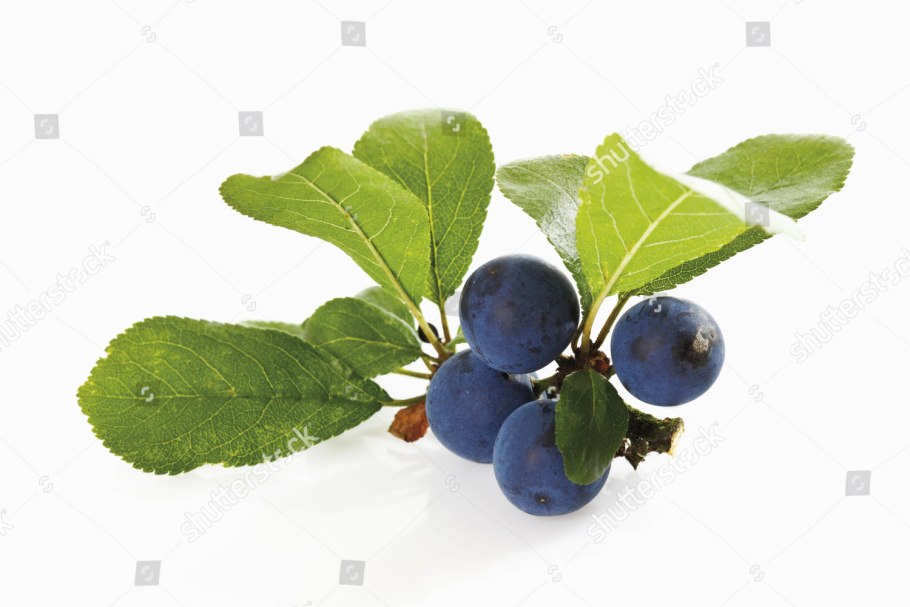 Алыча плюс Терн