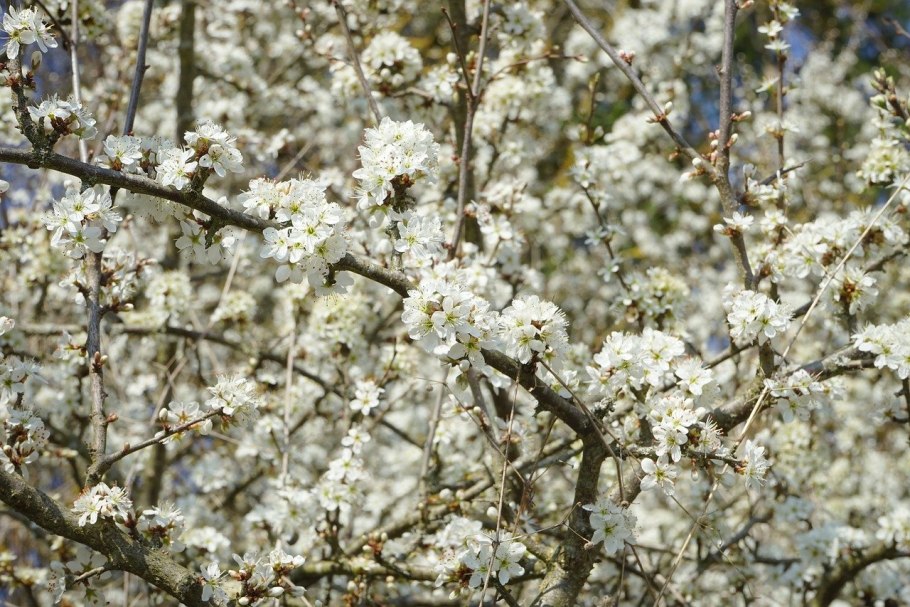 Терновник цветет