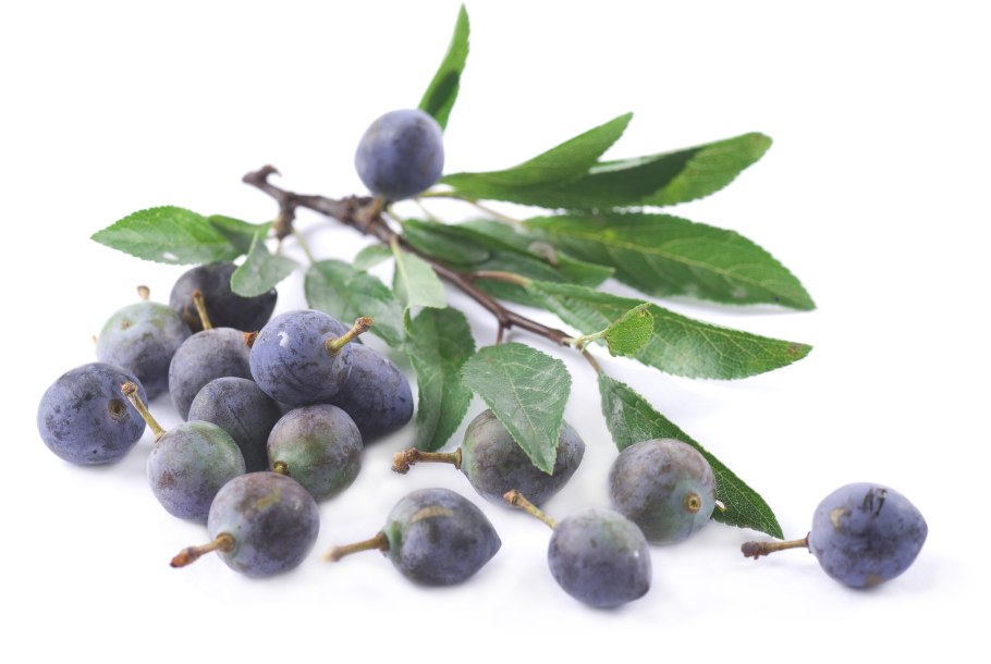 Ветка терна