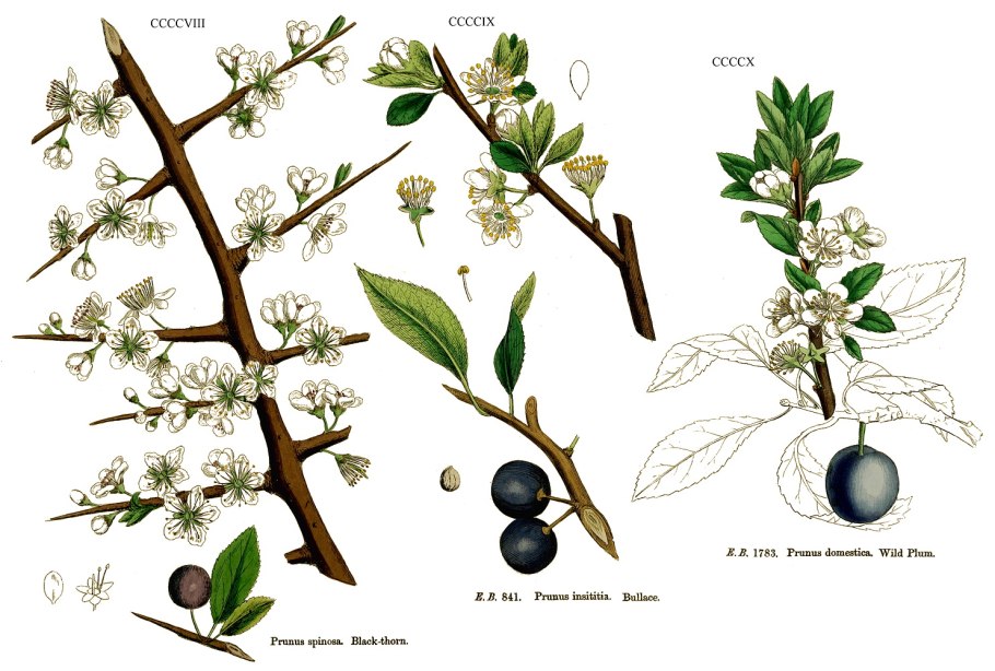 Слива колючая, Терн - Prunus spinosa дерево