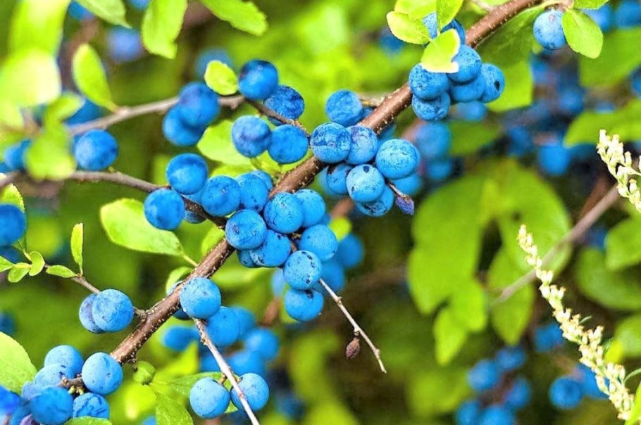 Тернослива куст