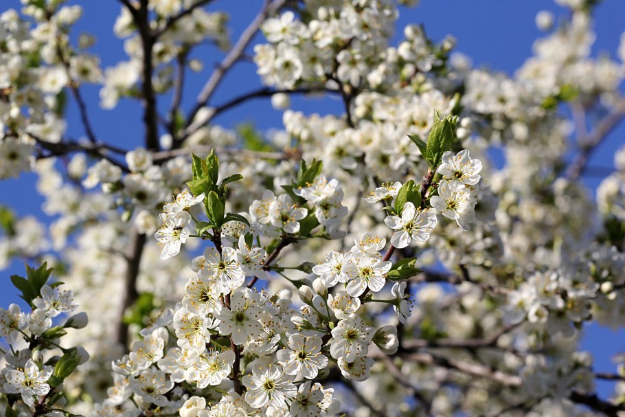 Терн цветение