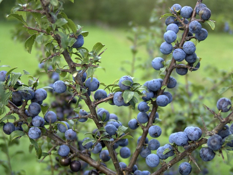 Слива колючая Терн