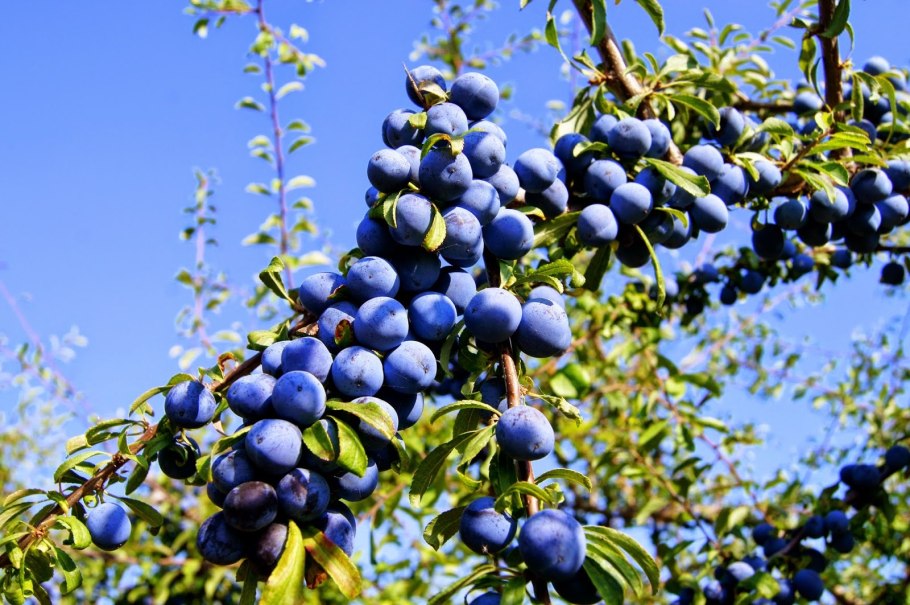 Терновник цветы