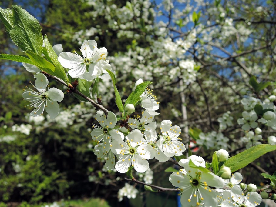 Терновник цветет