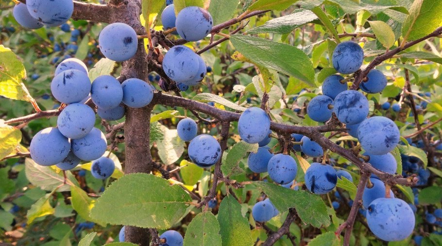 Тернослива Ермак