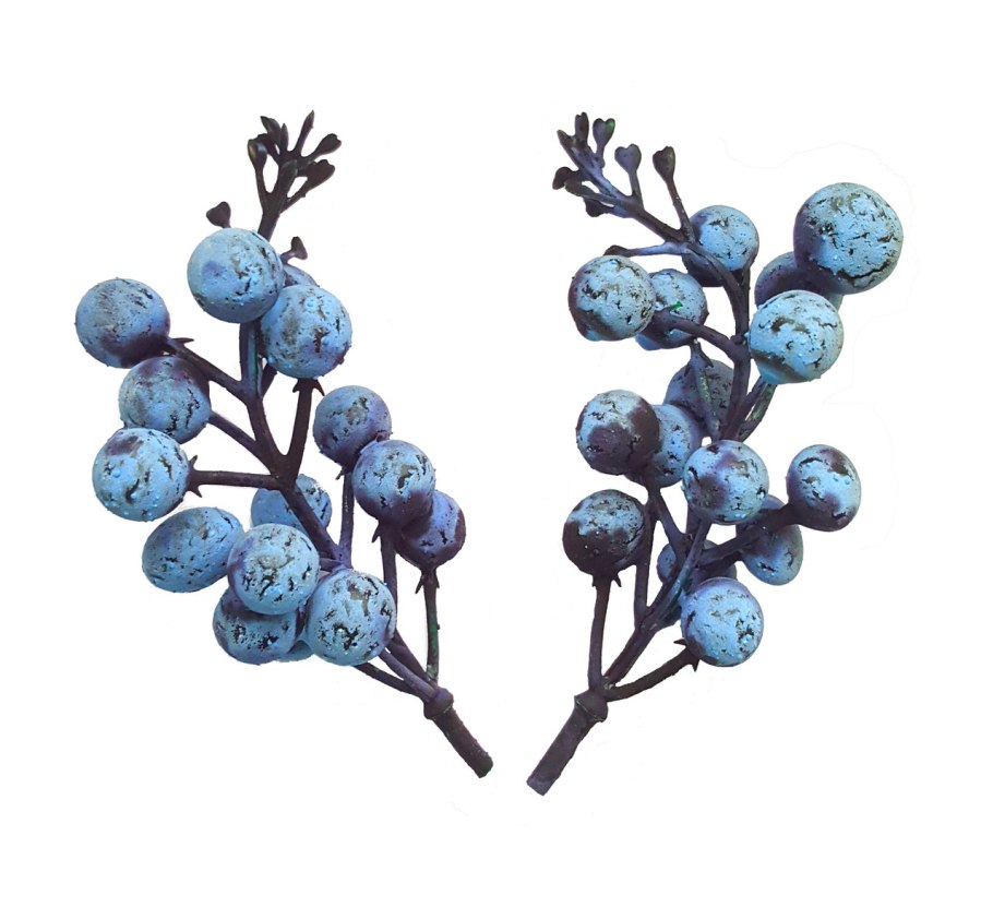 Тёрн веточка