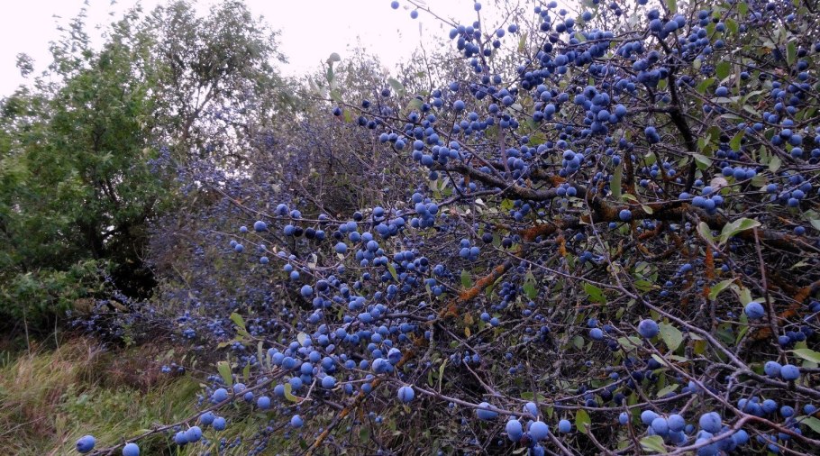 Blackthorn Berries Gin