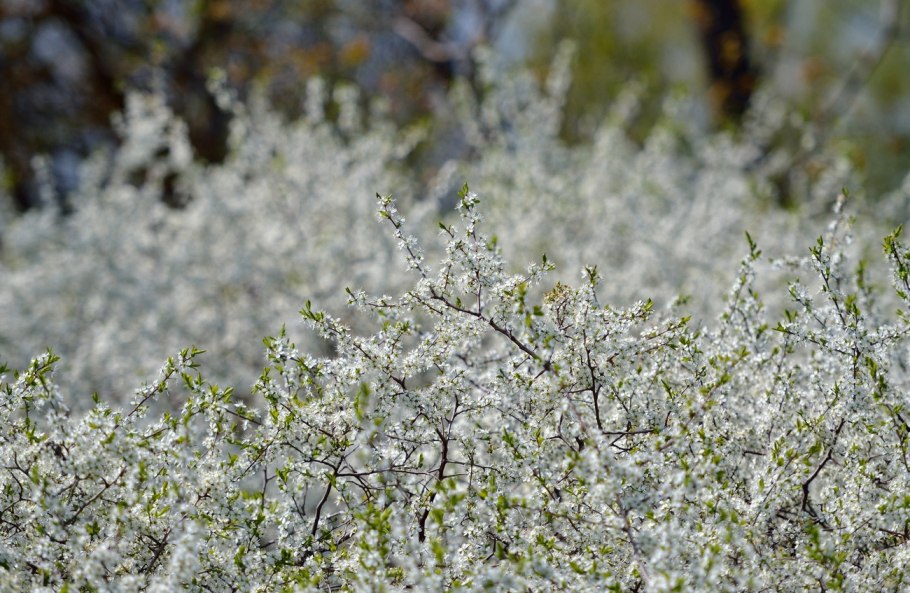 Терн Степной цветение