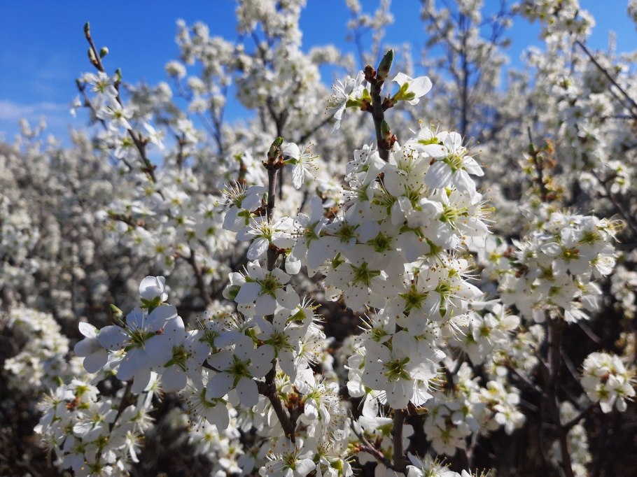 Терновник цветет