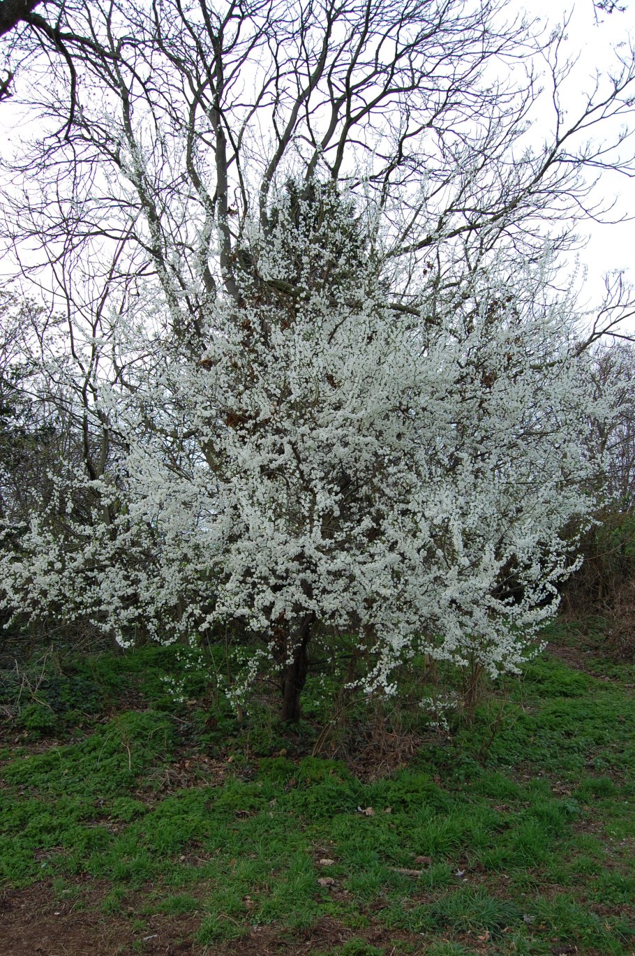 Терн (Prunus spinosa)
