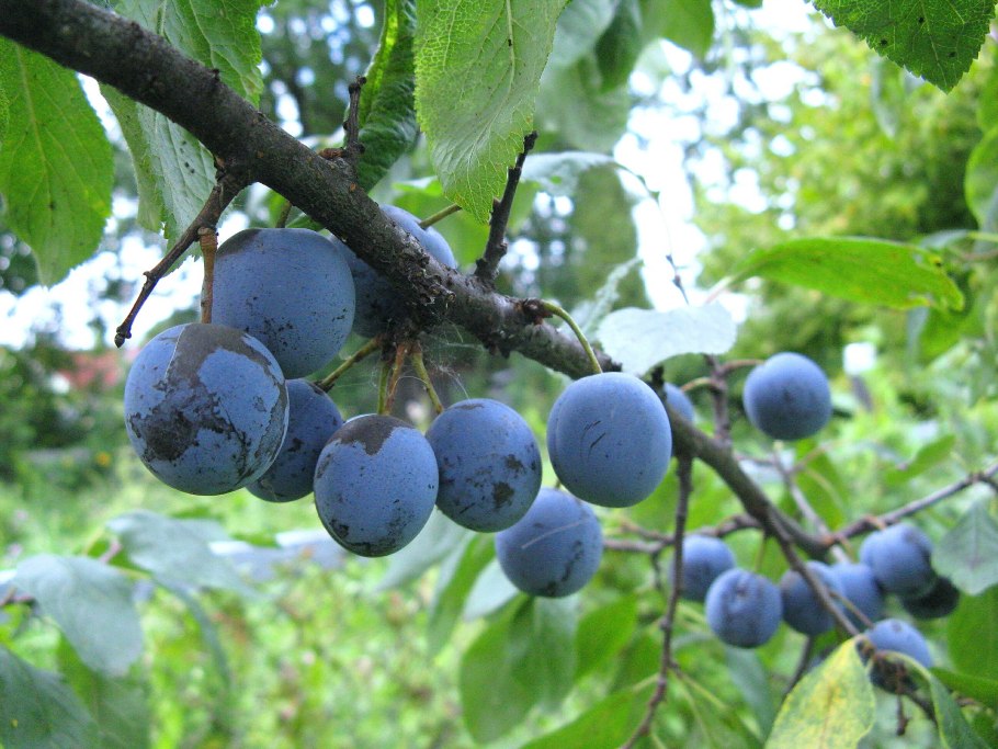 Prunus spinosa цветение