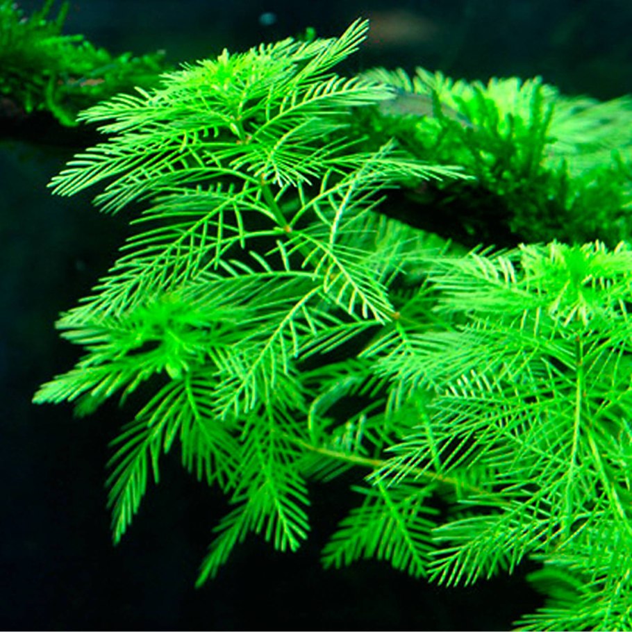 Роголистник погруженный Ceratophyllum demersum
