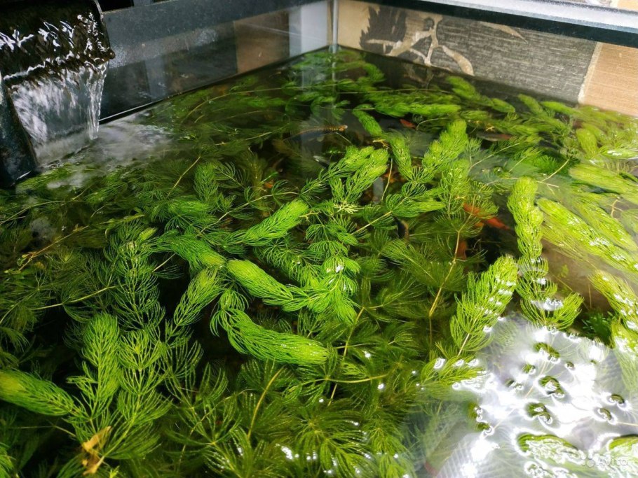 Водоросль роголистник аквариумная