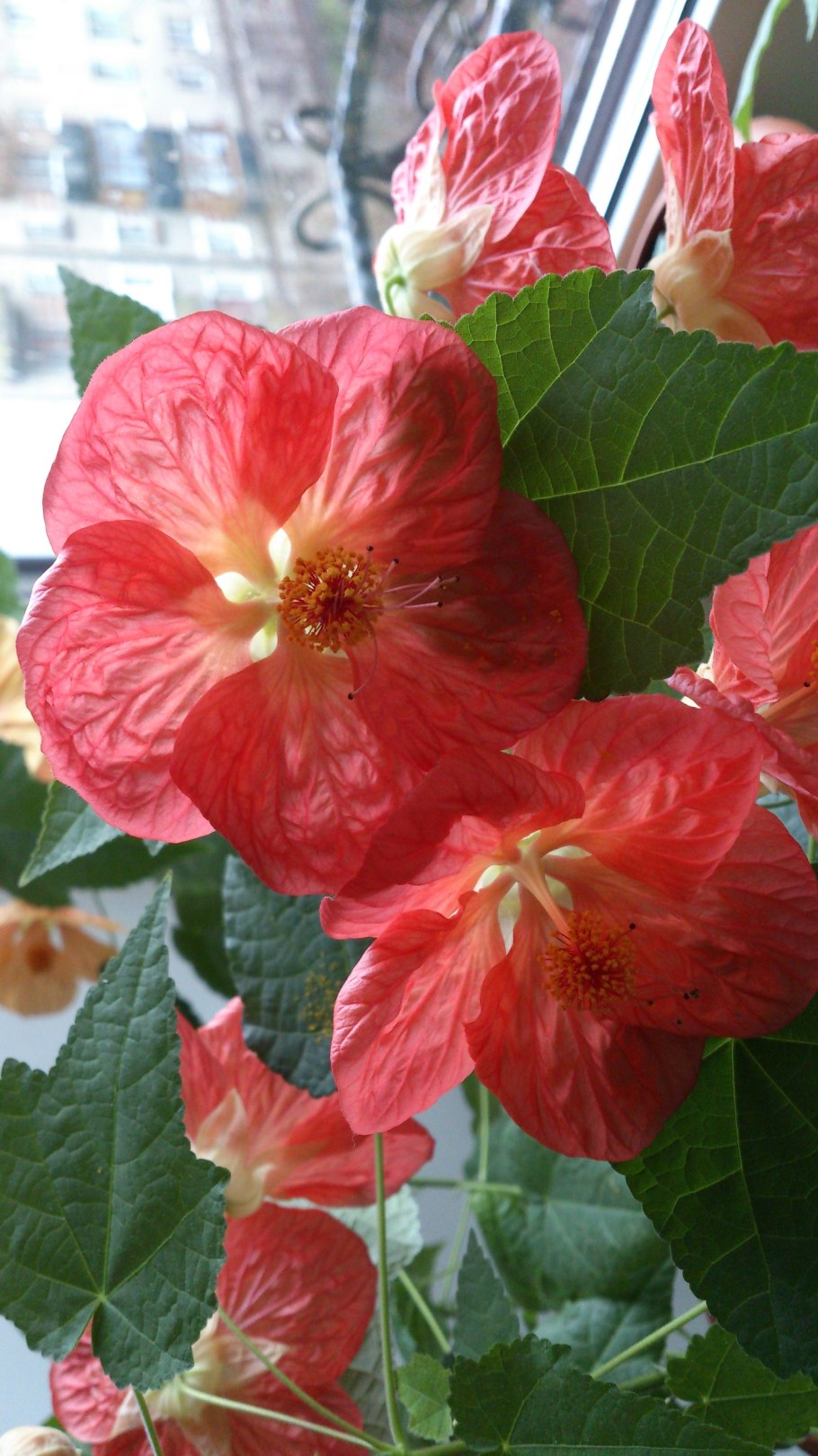 Абутилон органза