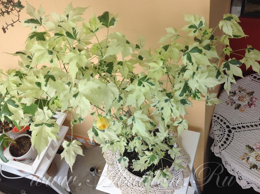 Абутилон Бельвью микс