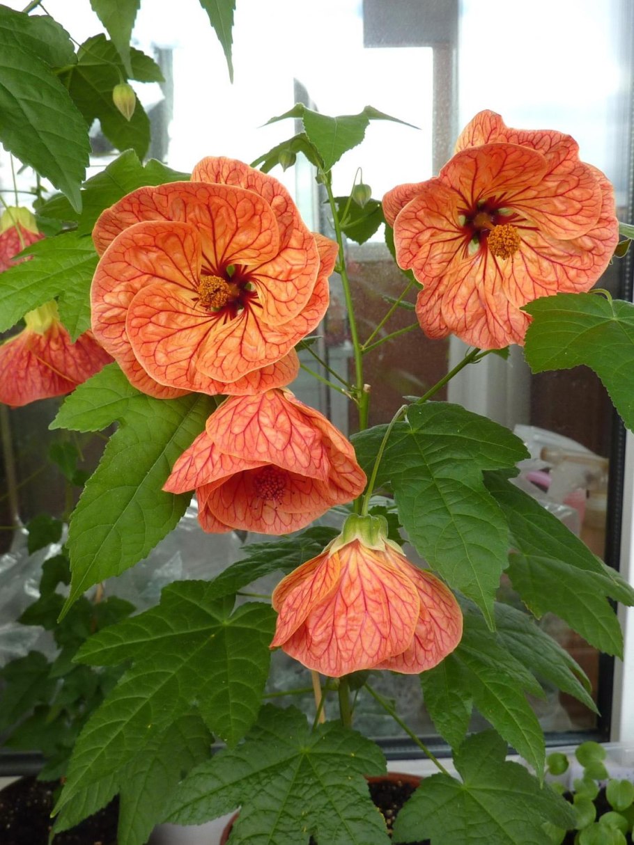 Клен абутилон