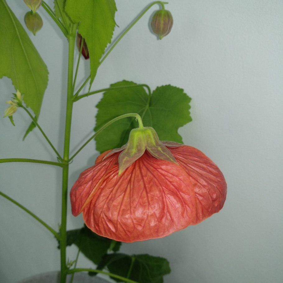 Абутилон мегапотамский (амазонский)