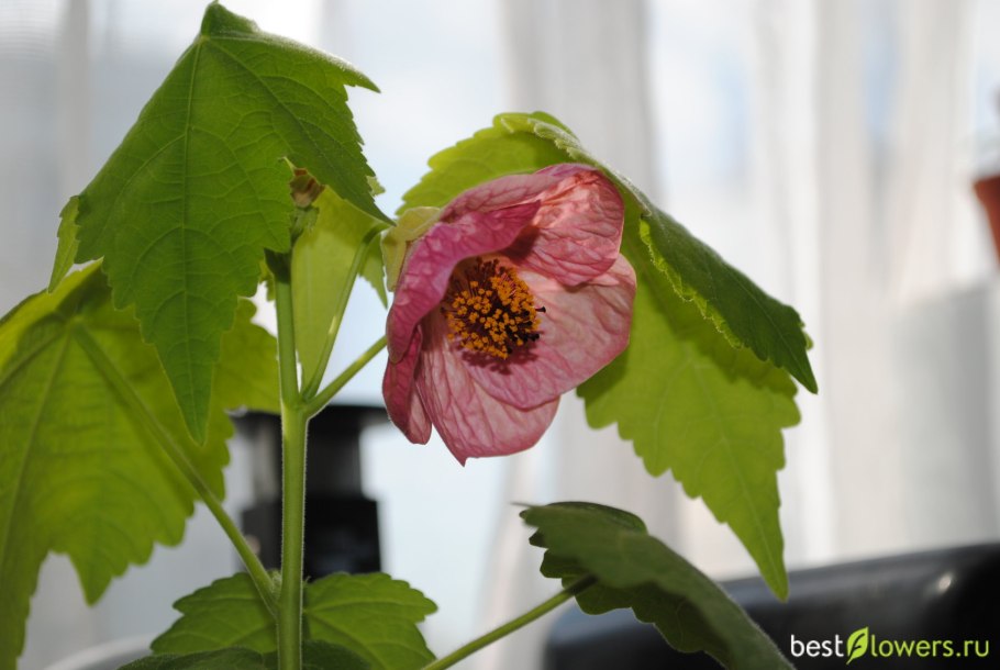 Абутилон Савицкого вариегатный