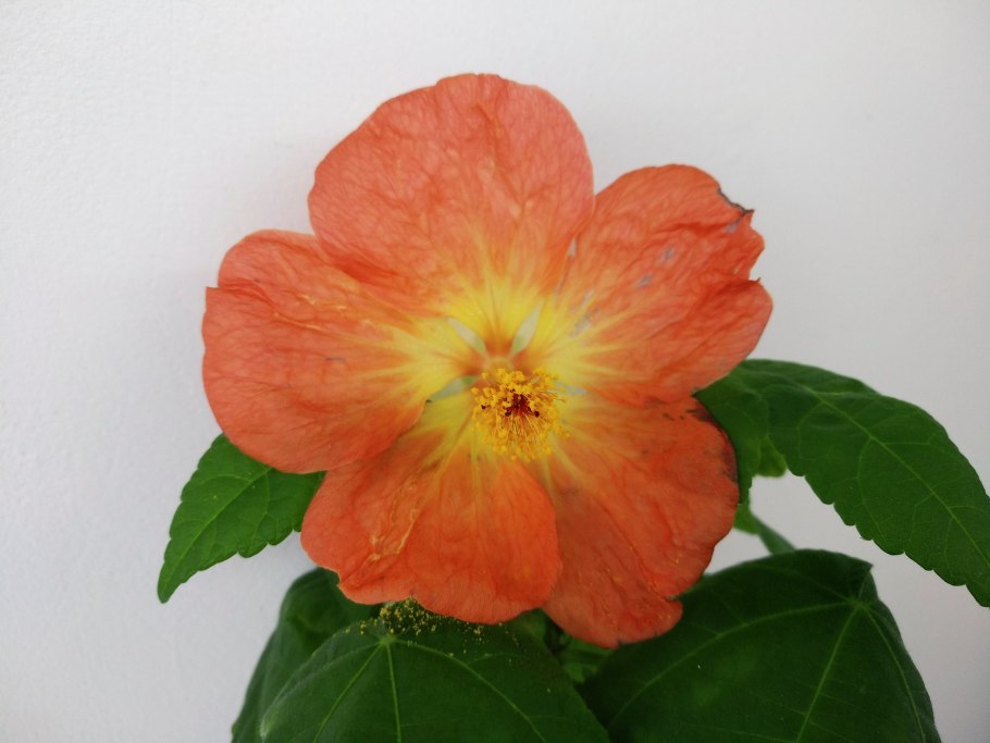 Абутилон канатник