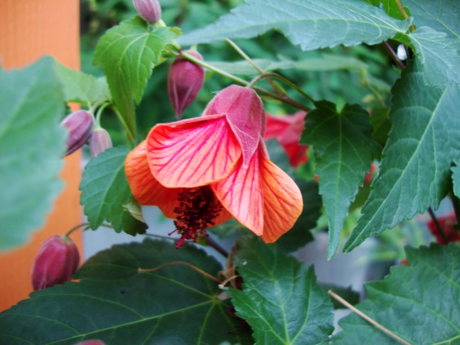 Абутилон Белла Пинк