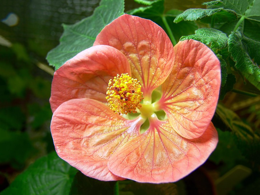 Абутилон Изабелла