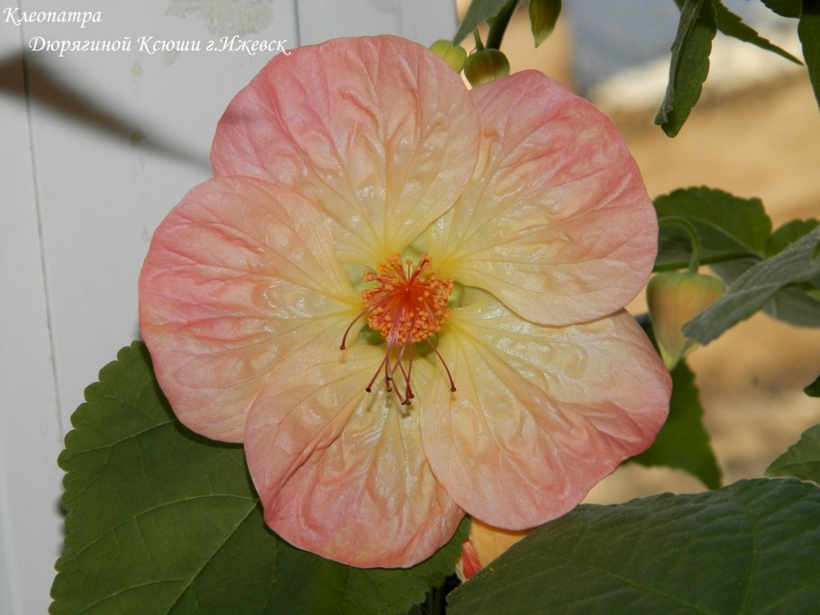 Питомник абутилонов в Москве